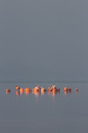 Chileense- en Grote flamingo's bij zonsopkomst, Veluwemeer